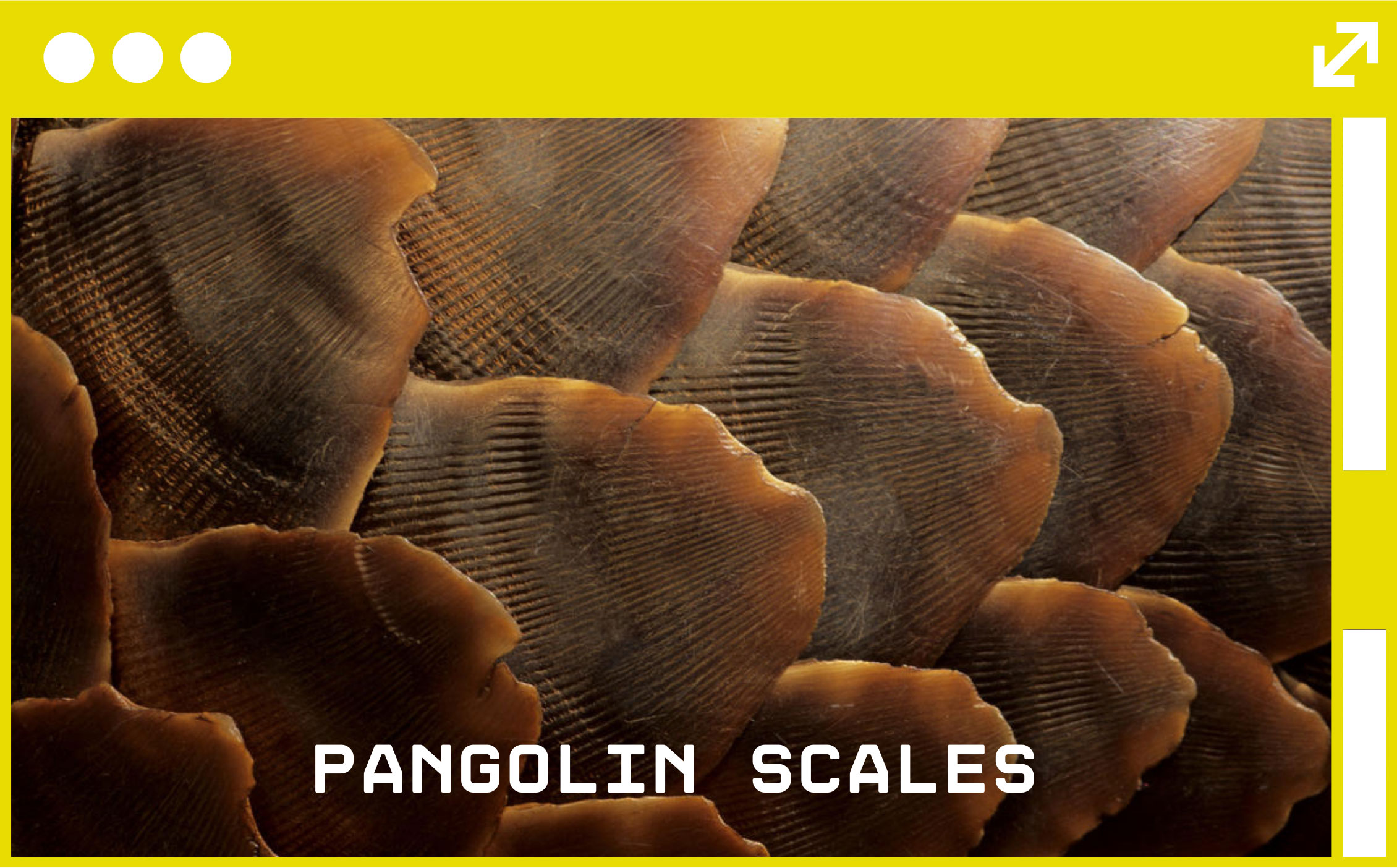 pangolin